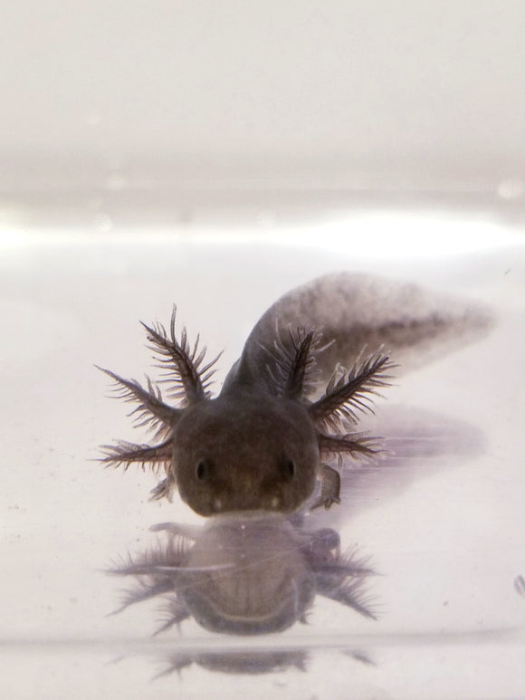 Black Melanoid Axolotl #4