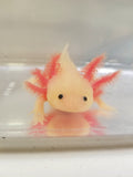 7 inch sub-adult Pink Lucy/Leucistic Axolotl gfp #2