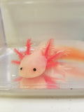 7 inch sub-adult Pink Lucy/Leucistic Axolotl #2