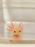 Clean Pink Lucy/Leucistic Axolotl #1