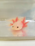 6 inch sub-adult Pink Lucy/Leucistic Axolotl #1