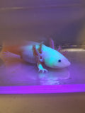 6 inch sub-adult Pink Lucy/Leucistic Axolotl gfp #1