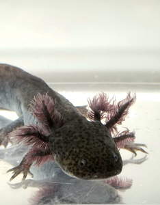 Super Dark Wild Type Axolotl w/ vitiligo #1