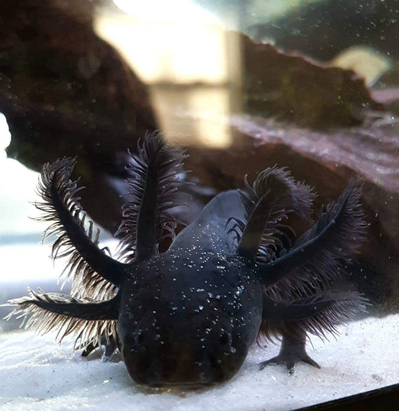 Ivy's Choice SUPER Black Melanoid baby with Fluffy Gills! (2.5-3.5 inches) NEW February - March 2021 WAITLIST! LIMITED SPOTS