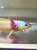 Rest of payment for SUB ADULT BLUE GILL GFP LUCY/LEUCISTIC #13