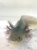 GFP Melanoid Axolotl #1