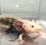 (IVY’S SPECIAL EXCLUSIVE PAIRING) Joker the Mosiac Axolotl  X Female Lucy/Leucistic BLOODLINE baby with Fluffy Gills! (2.5-4inches) COMING September 2022! LIMITED SPOTS ONLY!