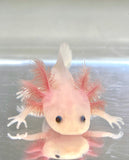 Ivy’s Choice Clean Lucy baby with Fluffy Gills! (2.5-4 inches) NEW May-June 2021 WAITLIST! LIMITED SPOTS!