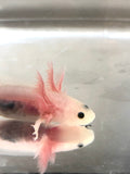 Freckled Lucy/Leucistic #7