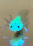 Highlight GFP Lucy with Fluffy Gills! (2.5-4 inches)