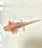 Ivy’s Choice Clean Lucy baby with Fluffy Gills! (2.5-4 inches) NEW February 2021 WAITLIST! LIMITED SPOTS!