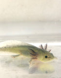 GFP Melanoid Axolotl #4