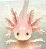 Clean Lucy/Leucistic baby #19