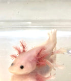 Blue Gilled Pink Lucy/Leucistic Axolotl #3