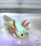 Ivy's Choice Highlight GFP Lucy with Fluffy Gills! (2.5-3.5 inches) NEW February 2022 Waitlist! Limited Spots!