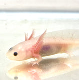 Clean Lucy/Leucistic baby #2