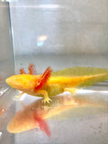 Ivy’s Choice SUPER GFP Sunrise Golden Albino baby (3-4.5 inches) LIMITED STOCK ONLY!