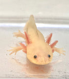 Sub Adult GFP Freckled Lucy/Leucistic #1