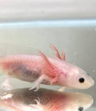 Freckled Lucy/Leucistic baby #2