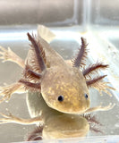 Ivy’s Choice Bronzed Copper Melanoid baby with Fluffy Gills! (2.5-4 inches) LIMITED STOCK!