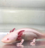 Confirmed Female Melanoid Albino #1