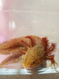 Ivy's Choice Bronzed Copper Axolotl baby! (2.5-4 inches) LIMITED STOCK