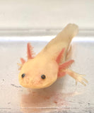 Sub Adult GFP Freckled Lucy/Leucistic #1