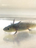 GFP Melanoid Axolotl #3
