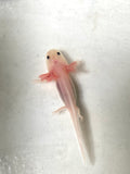 Freckled Leucistic (Lucy) #2