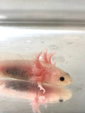 Freckled Lucy/Leucistic #9