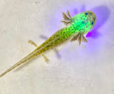 Highlight Spotted GFP Wild #4