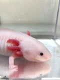 Confirmed Adult Female Clean Lucy/Leucistic #1