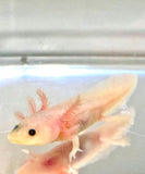 Freckled Pink Lucy/Leucistic Axolotl #2
