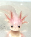 Clean Lucy/Leucistic baby #12