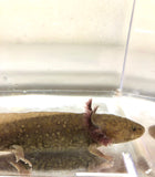 Sub Adult Copper Axolotl #1