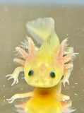 Freckled GFP Leucistic (Lucy) #1
