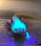 Gfp Male Dirty Lucy #1 (RARE)