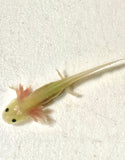 Slightly Freckled GFP Leucistic (Lucy) #2