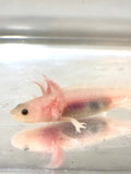 Freckled Lucy/Leucistic #8