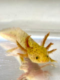 Spotted Bronzed Copper Axolotl #3