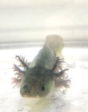 GFP Melanoid Axolotl #1