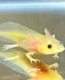 Freckled GFP Leucistic (Lucy) #1