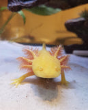 Ivy’s Choice Sunrise Golden Albino baby (3-4.5 inches) LIMITED STOCK!