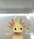 GFP Lucy/Leucistic Axolotl #4