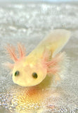 Slightly Freckled GFP Leucistic (Lucy) #2