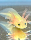 Ivy's Choice Highlight GFP Lucy with Fluffy Gills! (2.5-4 inches) LIMITED STOCK!