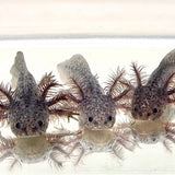 Ivy’s Choice Granite Axanthic baby with Fluffy Gills! (3-5 inches)(RARE) NEW June 2021 LIMITED SPOTS!