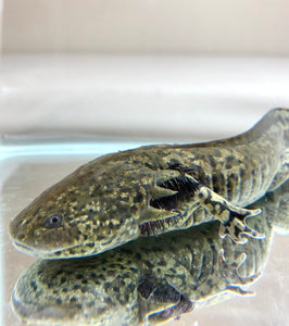 Green Adult Male Hybrid Axolotl/Andersoni #1 (HOLDBACK COLLECTION)(ULTRA RARE)