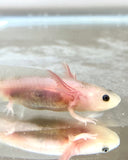 Freckled Lucy/Leucistic baby #25