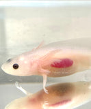 Clean Lucy/Leucistic baby #15